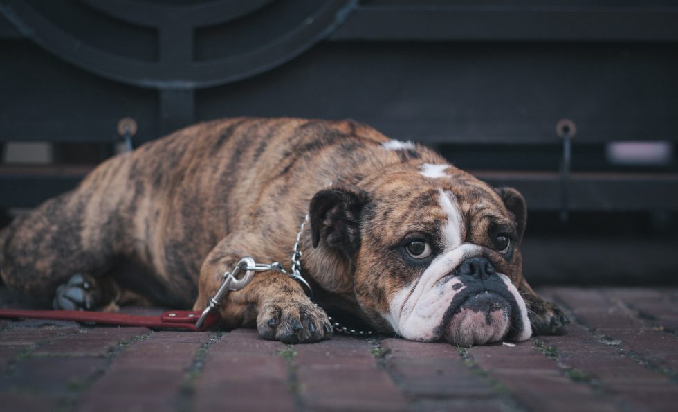 In a time of so much violence, why do I care about the life of one dog?