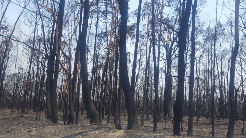 Morrison pledges $50m to save wildlife, will come from existing bushfire fund