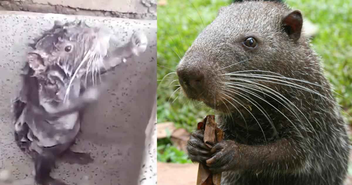 Fake News or real? Man finds 19 year old, Greenpeace promotes ‘shark hugging’, Rat washes his ratty parts