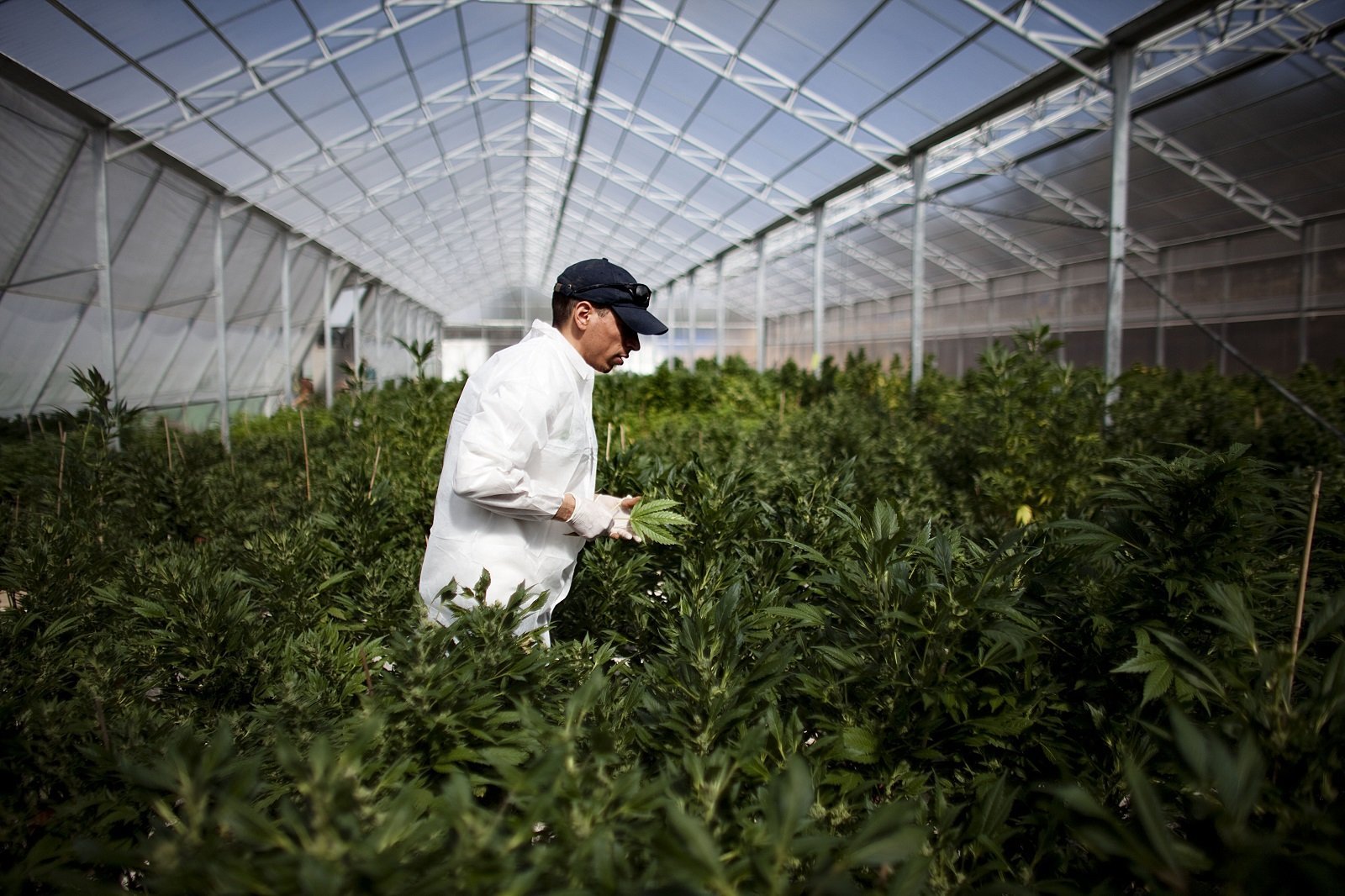 Making sense of the recent changes to our medicinal cannabis laws