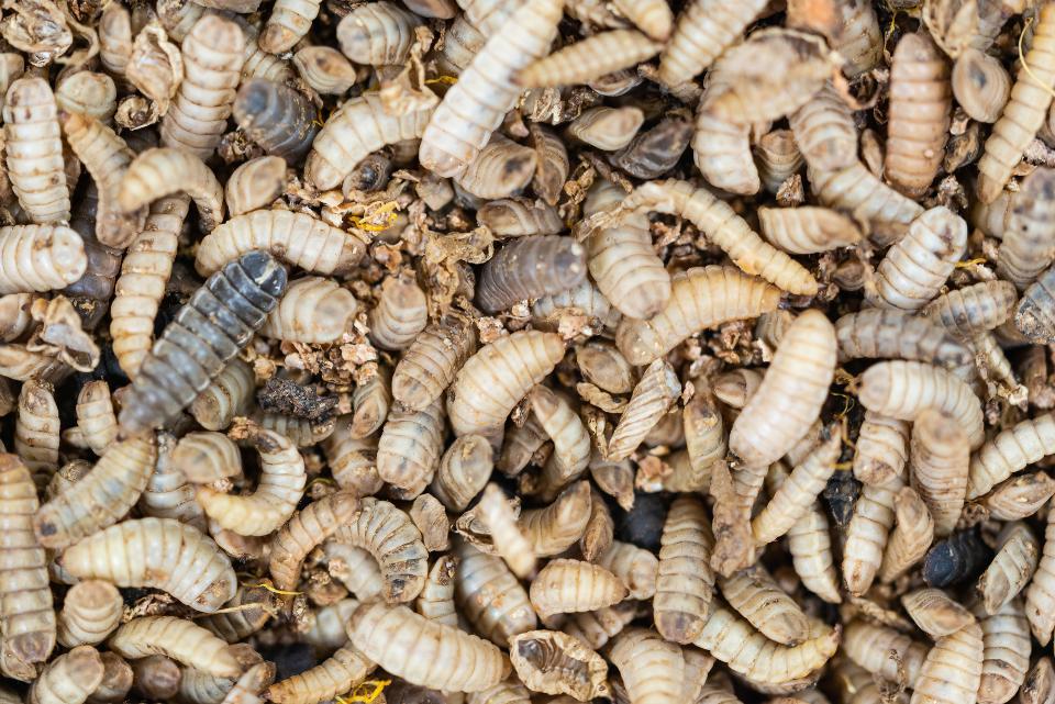 Researchers made butter out of insect larvae, and testers couldn’t tell the difference