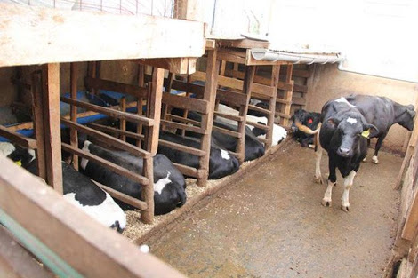 NSW government silences animal rights activists