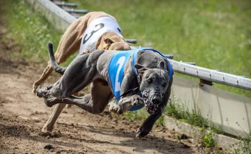 Does the government’s greyhound backflip mean they’re guilty of animal cruelty