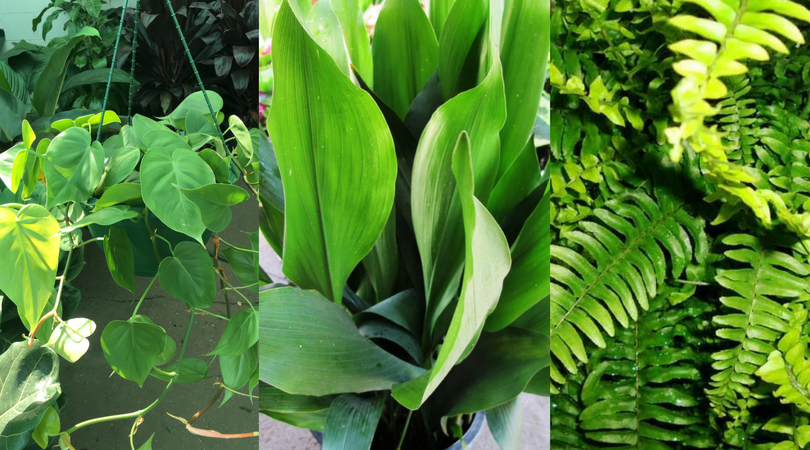 Three indoor plant species that will survive your subpar parenting