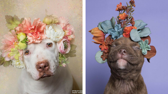 Know who you’re Instagramming: Pit Bull Flower Power