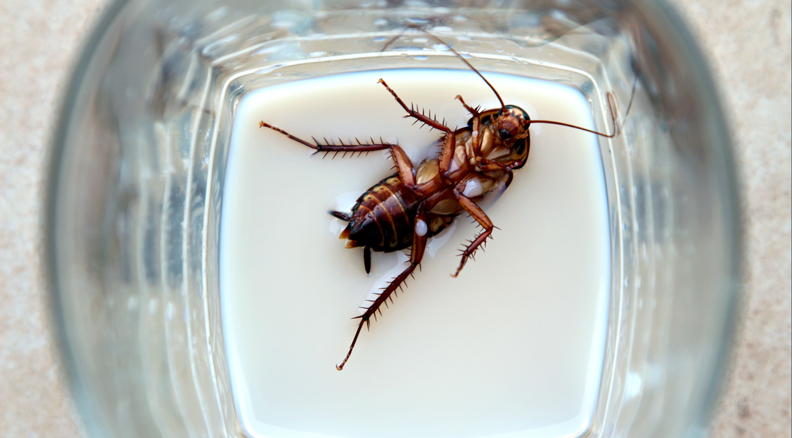 Cockroach milk the future, especially if there is no future