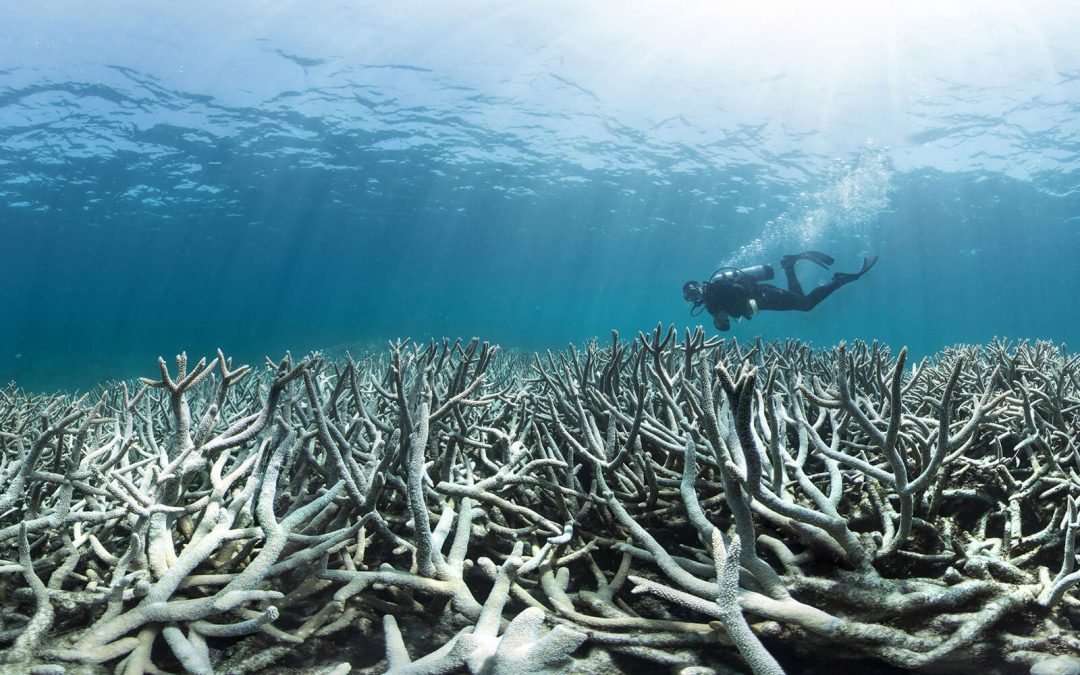 The Great Barrier Reef coral bleaching reaches ‘tipping point’