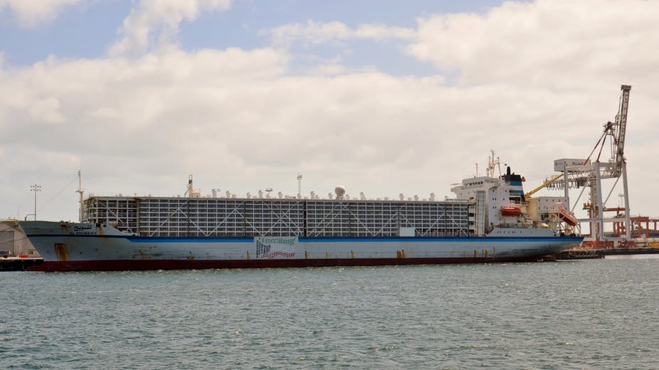 Live sheep exporters allowed to keep unsuitable ships for longer