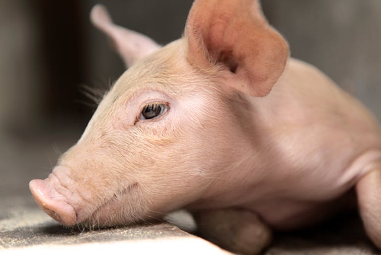Reanimating that pig illustrates our elastic definition of death
