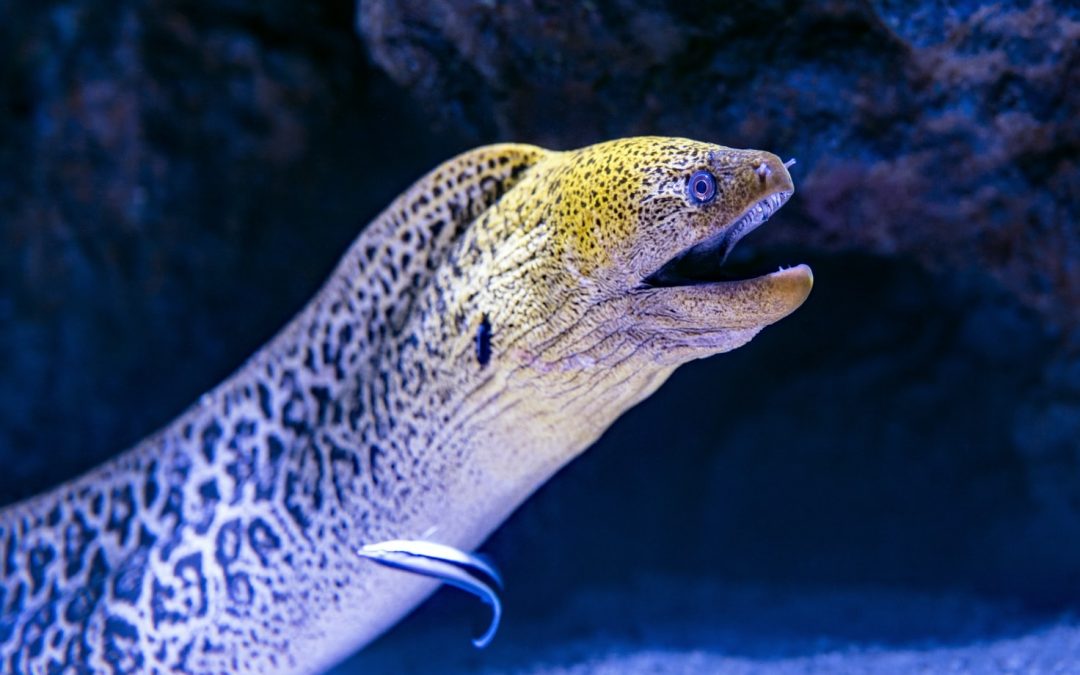 Man uses eel to clear constipation, almost dies