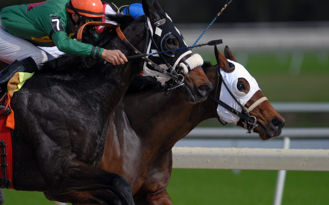 Melbourne Cup day slacktivism: Flogging a dead horse