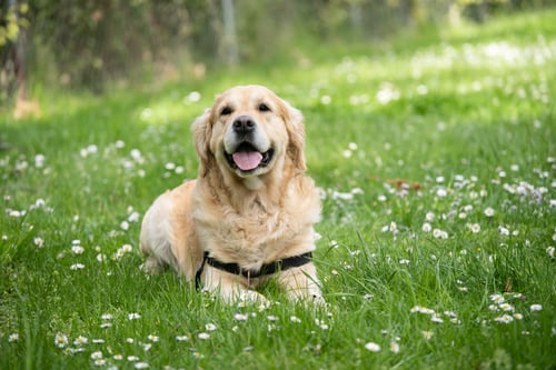 Dogs can be trained to detect COVID-19, claims study