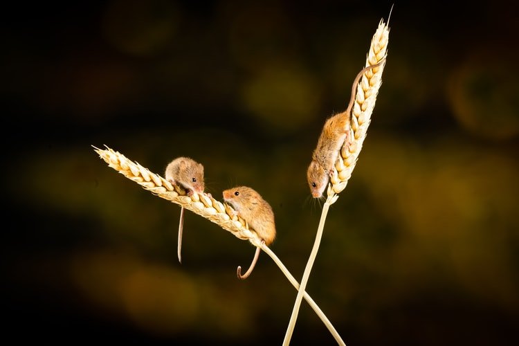 Extermination nation: The grim familiarity of our mice plague solution