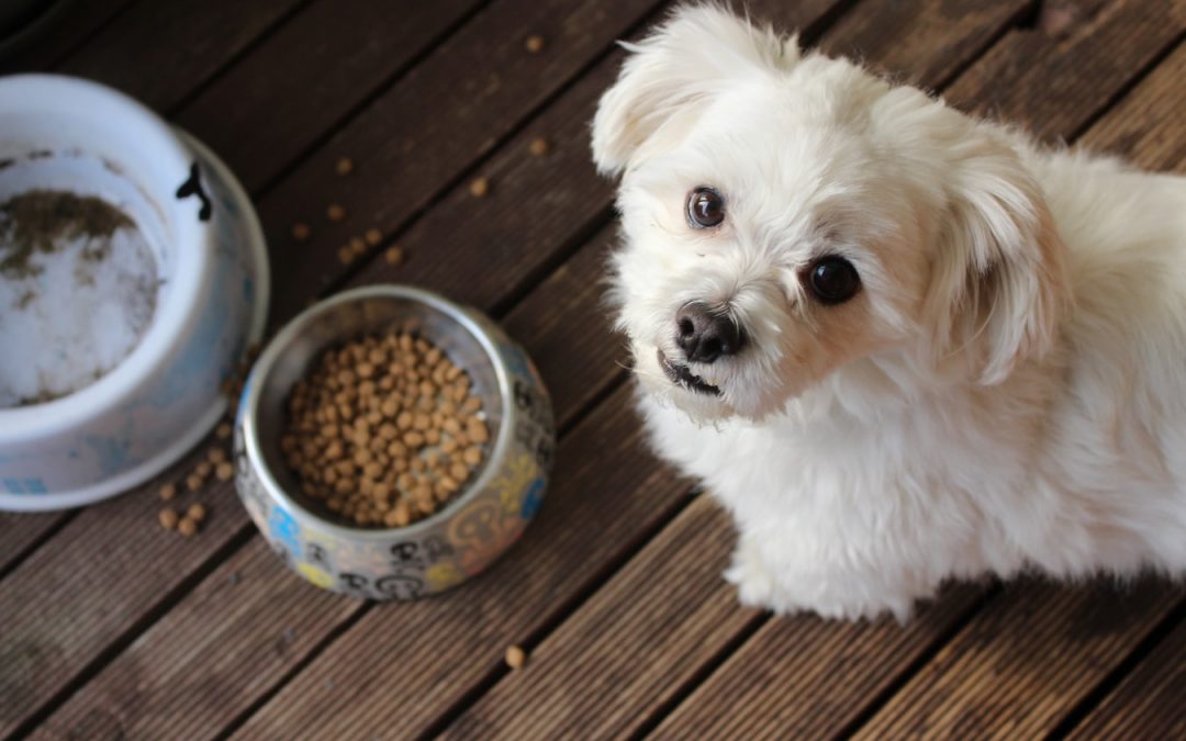 Our dogs won’t help us find food, study discovers