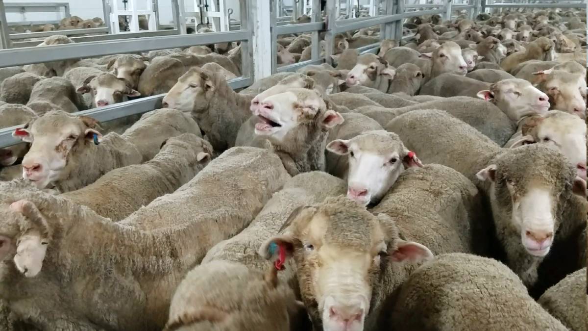 The live export trade is unethical. It puts money ahead of animals’ pain